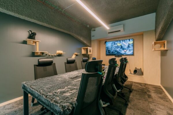 Cat sala