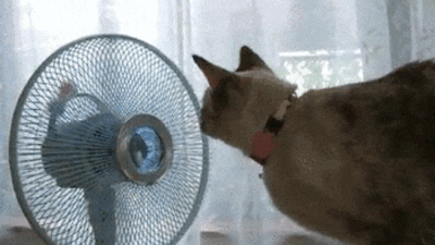 gato a olhar para um objeto a rodar numa ventoinha